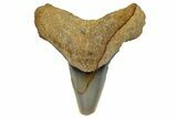 Serrated Fossil Bull Shark Tooth (Carcharhinus) - Angola #259450-1